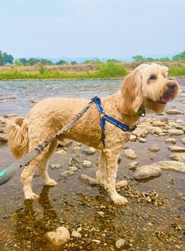 Astro, Laura's goldendoodle, at the river